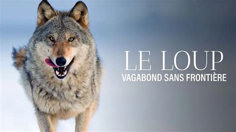 Loup sans frontière .